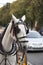 Touristic horse carriages in Seville, Spain