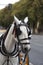 Touristic horse carriages in Seville, Spain