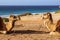 Touristics camels on the dromedary terrace of Tangier