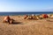 Touristics camels on the dromedary terrace of Tangier