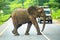 Tourists in all-terrain vehicle exploring the elephants in safari game drive