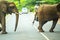 Tourists in all-terrain vehicle exploring the elephants in safari game drive