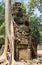 Tourists at banyan tree, Angkor