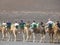 Tourists on camels in Lanzarote, Spain