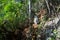 Tourists climb to the top of the cliff of remote archipelago Pulau Wayag, Raja Ampat, Indonesia