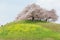 Tourists climbing up a hill of beautiful cherry tree blossoms and green grassy meadows