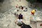 Tourists in Coba (Mexico)