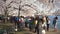 Tourists Crowd the Tidal Basin