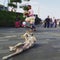 Tourists and dog, Pura Tanah Lot Temple, Bali