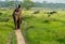 Tourists elelphant ride in the jungle