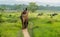 Tourists elelphant ride in the jungle