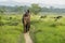 Tourists elelphant ride in the jungle