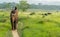 Tourists elelphant ride in the jungle