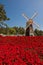 Tourists enjoy a sea of blooming poinsettia trees