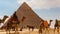 Tourists enjoying a camal ride infront of famous Giza Pyramids