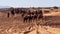 Tourists enjoying a dromedary camel ride in the sand dunes of Erg Chebbi, a popular tourist destination.
