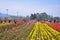 Tourists enjoying and taking photos in asia's largest tulip Garden Srinagar,kashmir, India.