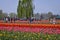 Tourists enjoying view of asia`s largest tulip Garden located in srinagar kashmir india.