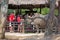 Tourists fed adult Rhino Palapa in Thailand