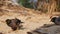 Tourists feed Common Myna or Acridotheres tristis on the beach in Thailand. Closeup. 4k