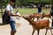 Tourists feed wild sika deers with crackers cookies Senbei in Nara park, Japan