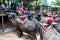 Tourists feeding the elephants with bananas before start the tours