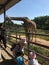 The tourists are feeding the giraffes at the zoo