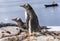 Tourists Gentoo Penguins Rookery Damoy Point Antarctica