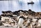 Tourists Gentoo Penguins Rookery Damoy Point Antarctica