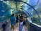 Tourists in a glass tunnel under the aquarium