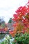 Tourists have relax and enjoy time at tea garden in beautiful autumn leaves or maple leaves/