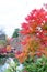 Tourists have relax and enjoy time at tea garden in beautiful autumn leaves or maple leaves/