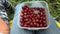 Tourists hikers sitting in forest and eating gooseberry, sweet berries from a lunch box, a raw food diet