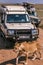 Tourists in the Landcruiser Toyota vehicle van view the lioness walking on the rough road grassland savannah at the Maasai Mara Na