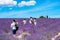 Tourists in lavender field