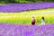 Tourists in the Lavender Filed in Summer at Tomita Farm, Nakafurano, Hokkaido, Japan