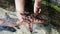 Tourists like to take pictures of catching starfish In the exhibition area for marine animal species