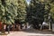 Tourists and locals passing by in a leisurely stroll on the Njegoseva street in Cetinje, Montenegro