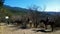 Tourists make horseback riding in the countryside: mountains, forest, blue sky
