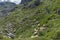 Tourists on a mountain trail over the flock of grazing sheep.