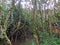 Tourists observing trees on a bridge in a nature reserve