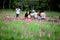 Tourists and pink jasmine or Krachiew flowers bloom in the natural season at Sai Thong National Park