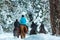 Tourists ride horses in winter forest back view