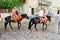 Tourists riding mules in the streets of Hydra