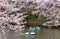 Tourists rowing boats on a lake under beautiful cherry blossom trees in Chidorigafuchi Urban Park during Sakura Festival in Tokyo