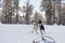 Tourists running a dogsled in Lapland