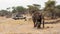 Tourists in safari jeep watching elephant