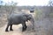 Tourists in safari vehicle observing african bush elephant in Kruger National Park, South Africa