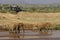 Tourists in safari vehicle watching elephants cross river, Samburu, Kenya