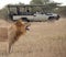 Tourists on Safari viewing a lion - Botswana